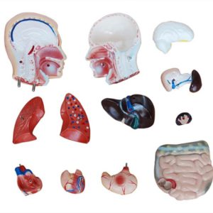 42CM Male Torso 13 Parts