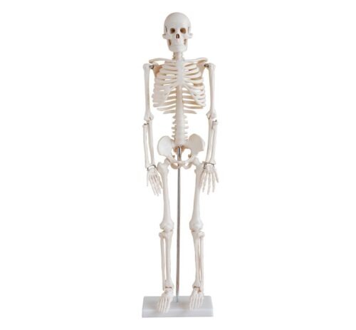 85cm-Skeleton-3 85cm Skeleton - Image 1
