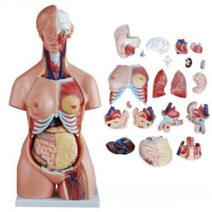 85cm tri-sex torso 21 parts.
