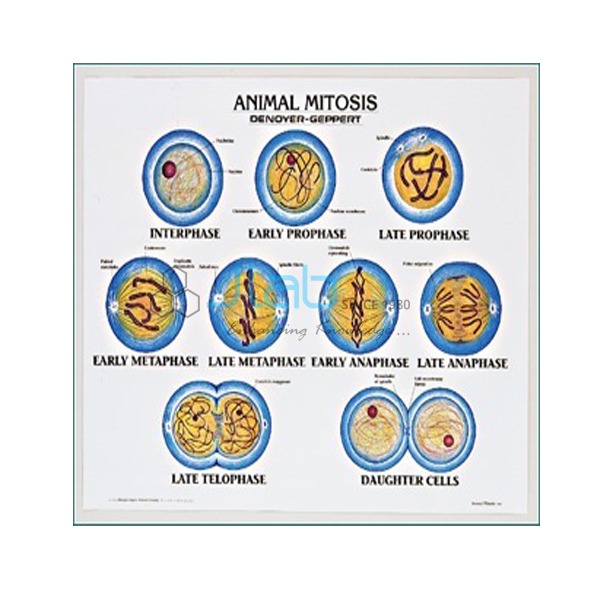 942781211animal-mitosis-model-1 MODEL OF ANIMAL MITOSIS - Image 1