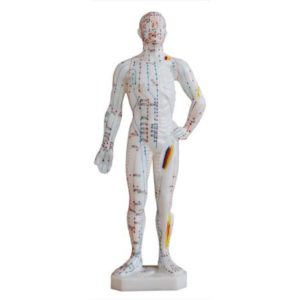 Acupuncture Model 26CM