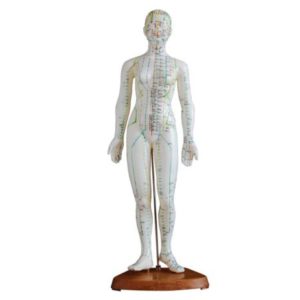 Acupuncture Model 48CM Female