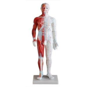 Acupuncture & Muscle Model 60CM Male