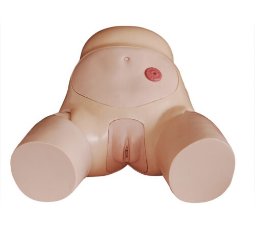 Advanced-Female-Urethral-Catheterization-Simulator-2 Advanced Female Urethral Catheterization Simulator - Image 1