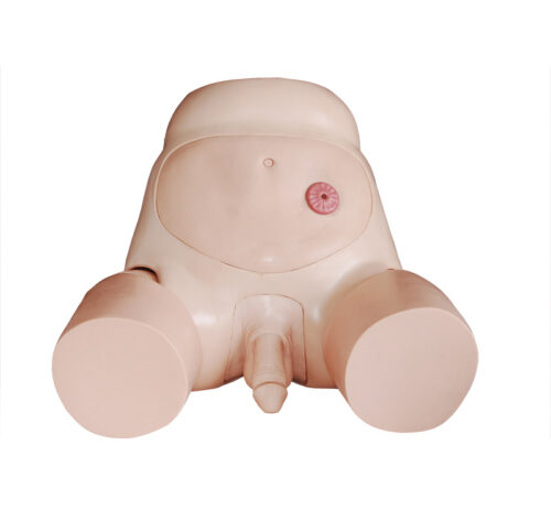 Advanced-Male-Urethral-Catheterization-Simulator-3 Advanced Male Urethral Catheterization Simulator - Image 1