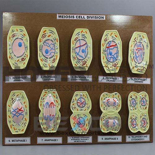Animal-Cell-Meiosis-1 MODEL OF ANIMAL MEIOSIS - Image 1