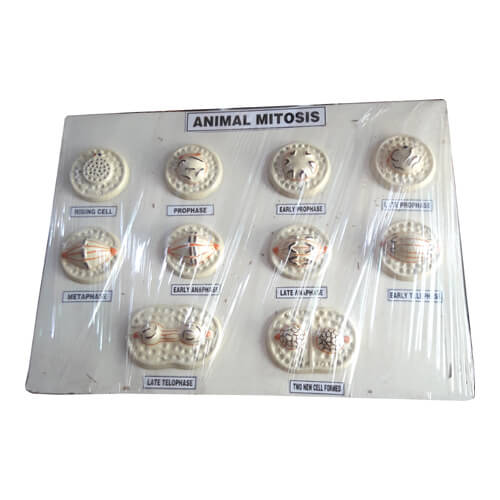 Animal-Cell-Mitosis-Model-1 Animal Mitosis Model On Board - Image 1