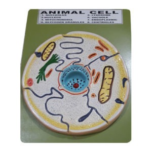 Animal Cell Artificial Model