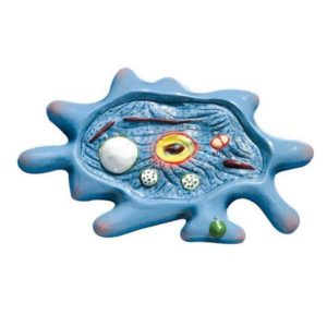 Artificial Model of Amoeba