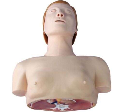 Basic-CPR-Training-Model-Half-Body-2 Basic CPR Training Model (Half Body) - Image 1