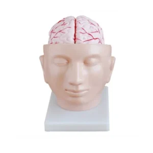 Brain with Arteries on Head