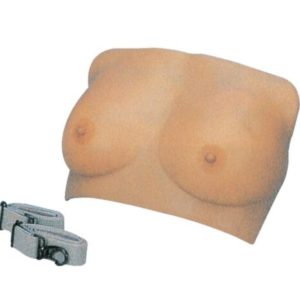 Breast Examination Model