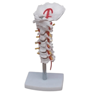 Cervical vertebral column with neck artery