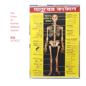 Chart of Human Skeletal System