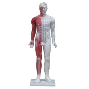 Deluxe Acupuncture Model 84CM