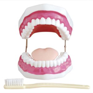 Dental Care Model (28 Teeth)