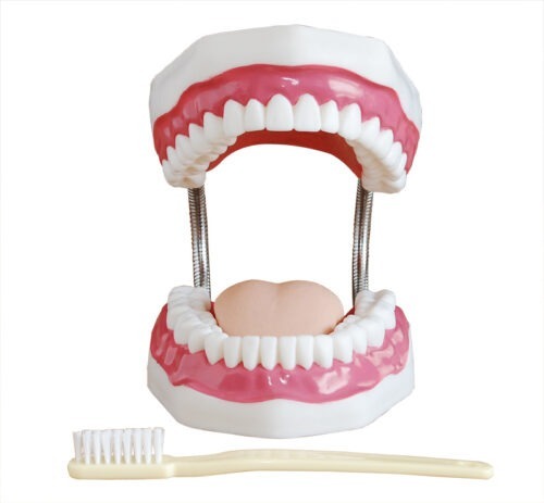 Dental-Care-Model-32-Teeth-4 Dental Care Model (32 Teeth) - Image 1
