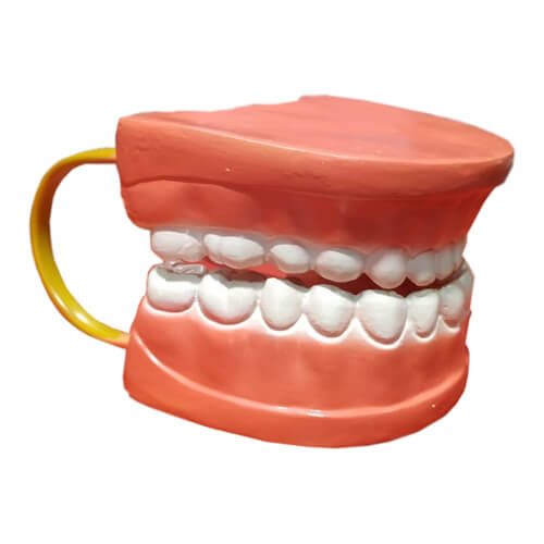 Dental-Care-Model-32-Teeth-5 Dental Care Model 32 Teeth - Image 1