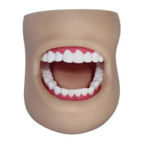 Dental Care Model (With Cheek)