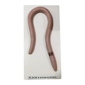 EarthWorm Model on Board