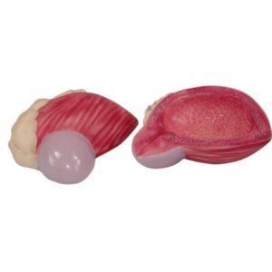 Expansion Model of Urinary Bladder