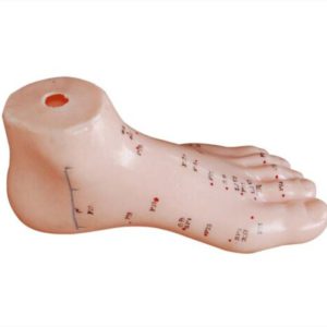 Foot Acupuncture Model 13CM