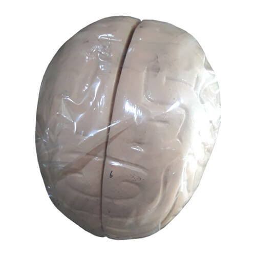 Human-Brain-Artificial-Model-1 Human Brain Artificial Model - Image 1