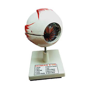 Human Eye Model