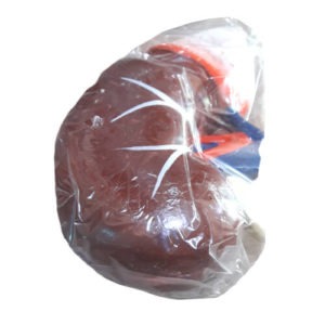 Human Kidney Artificial Model