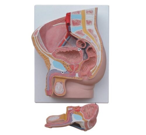 Human-Male-Pelvis-Section-2-1 Human Male Pelvis Section - Image 1