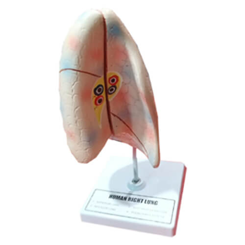 Human-Right-Lung-Model-On-Stand-2 Human Right Lung Model On Stand - Image 1