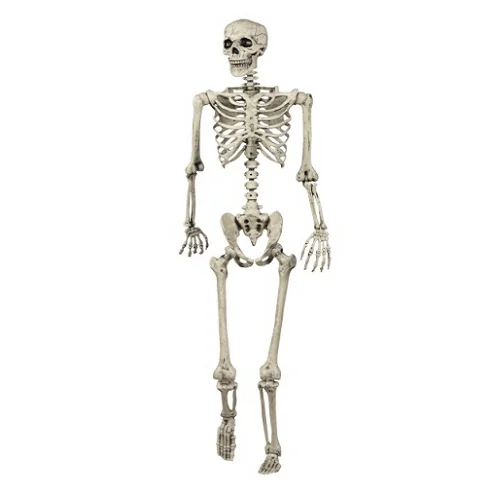 Human-Skeleton-5-Feet-Indian-1 Human Skeleton 5 Feet Indian - Image 1