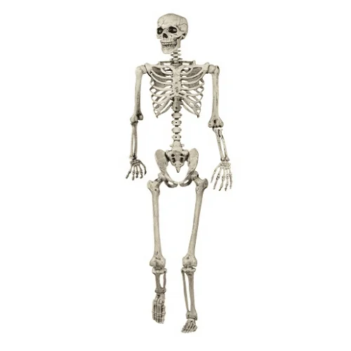 Human-Skeleton-5-Feet-Indian-Fiber-Glass-1 HUMAN SKELETON - Image 1