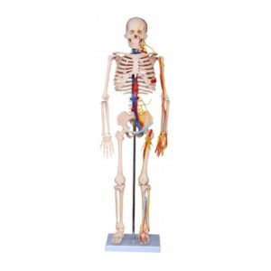 Human Skeleton 85cm with Nerves and Blood Vessels