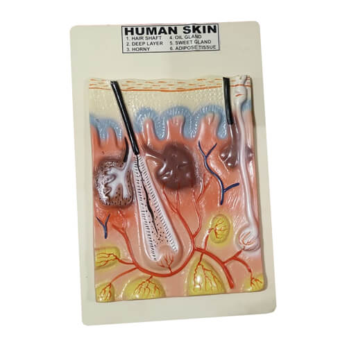 Human-Skin-Model-on-Board-2 Human Skin Model on Board - Image 1
