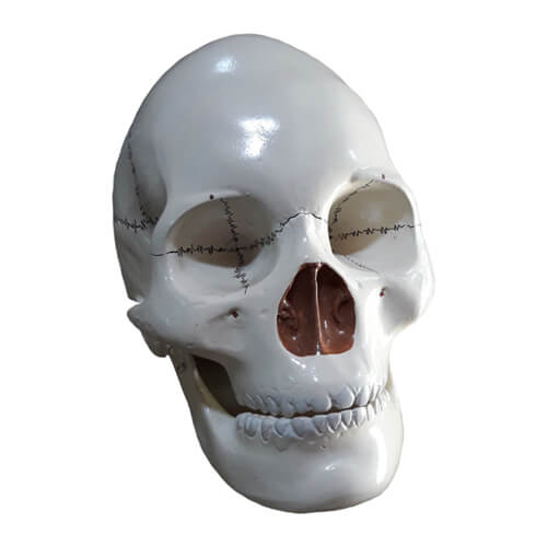 Human-Skull-Model-2 Human Skull Model As Like Real Skull - Image 1