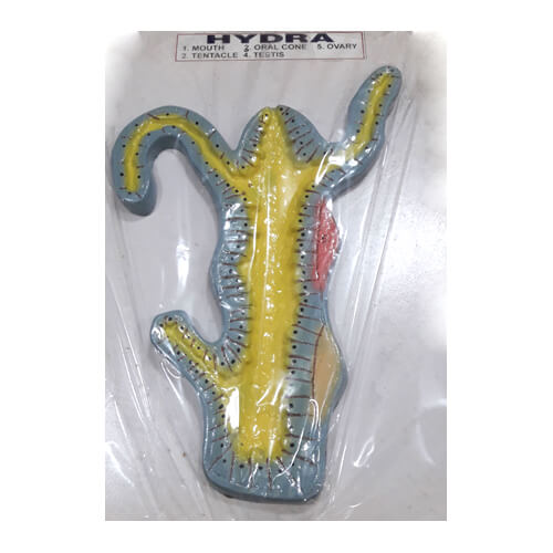 Hydra-Artificial-Model-1 Hydra Artificial Model - Image 1