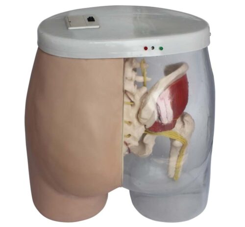 Intramuscular-Injection-Model-1 Intramuscular Injection Model - Image 1