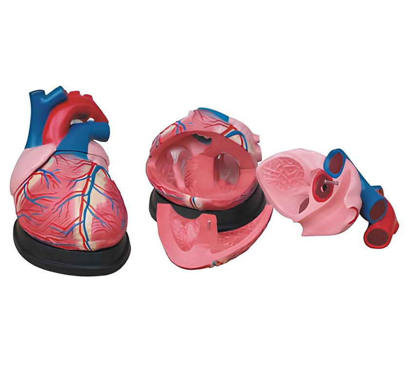 Jumbo-Heart-Model-1 Jumbo Heart Model - Image 1