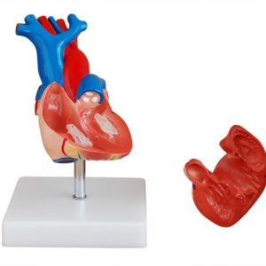 Life-Size Heart Model