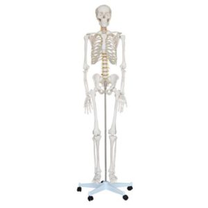 Life-Size Skeleton 180cm Tall