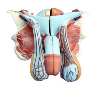 Male Genital Organ Model