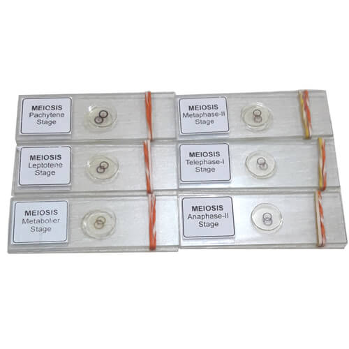 Meiosis-Permanent-Slide-12-Pcs-per-Set-3 Meiosis Permanent Slide 1 Set - Image 1
