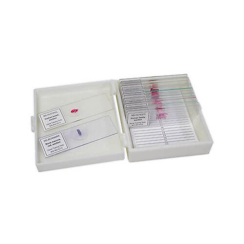 Mitosis-Permanent-Slide-1-Set-in-Bangladesh-1 Mitosis Permanent Slide 1 Set - Image 1