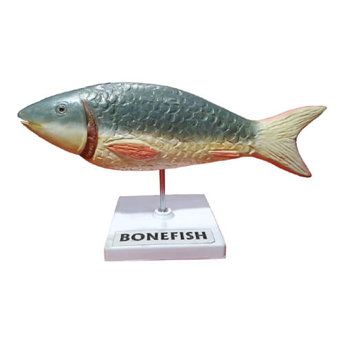Model-of-Bony-Fish-Boney-Fish-Artificial-Model-2 Model of Bony Fish (Boney Fish Artificial Model) - Image 1