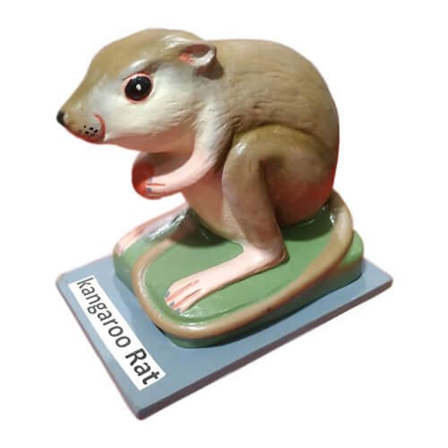 Model-of-Kangaroo-Rat-1 Model of Kangaroo Rat - Image 1