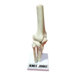 Knee Joint Model