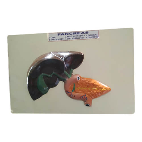 Model-of-Pancreas-2 Model of Pancreas on Board - Image 1