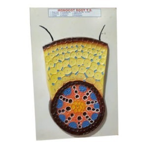 Monocot Root T.S. Model On Board
