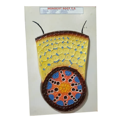 Monocot-Root-T.S-6 Monocot Root T.S. Model On Board - Image 1